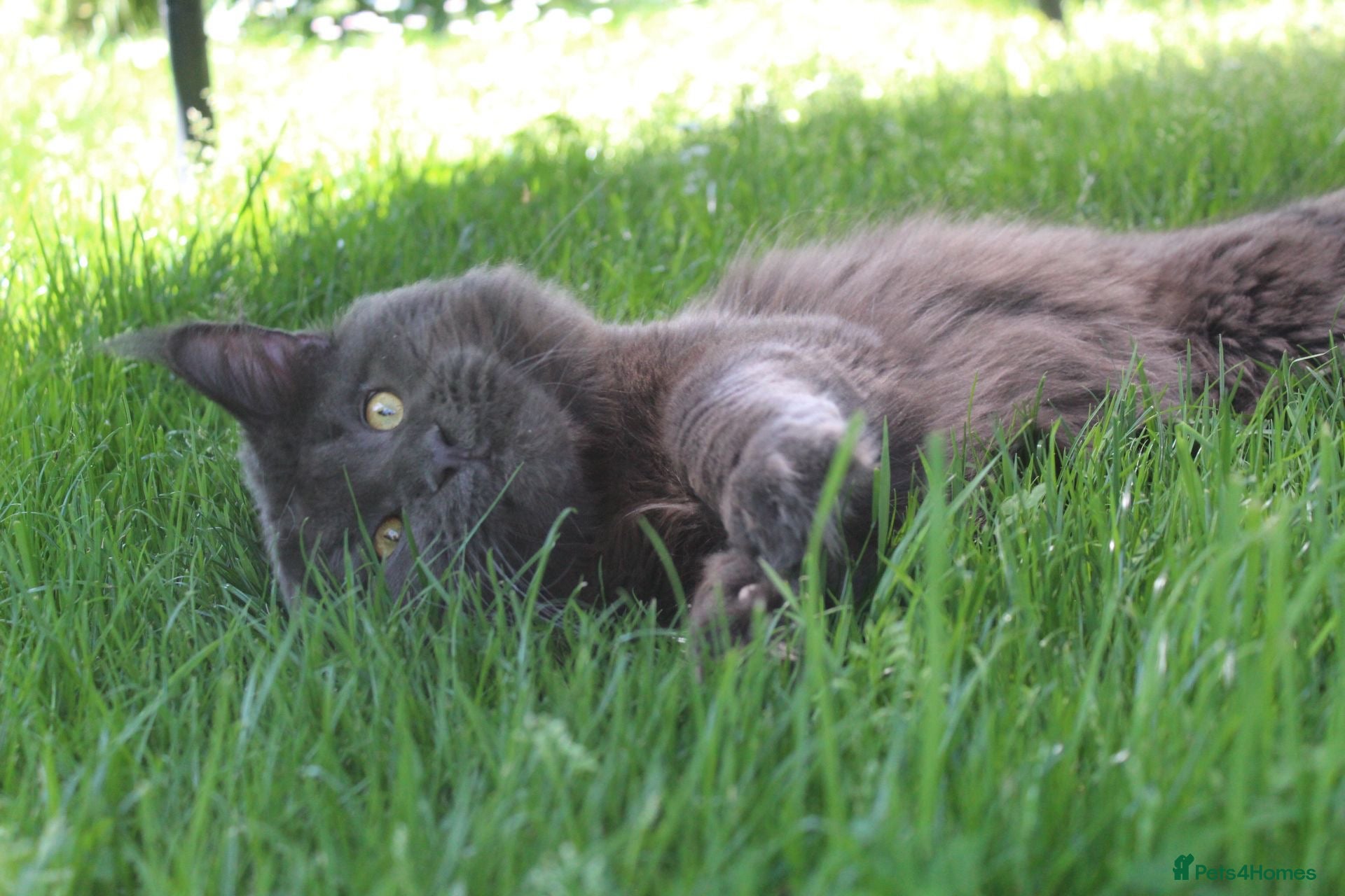 Maine Coon cats GCCF and TICA Maine Coon Stud  - Advert 2
