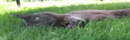Maine Coon cats for stud: GCCF and TICA Maine Coon Stud  - Advert 2