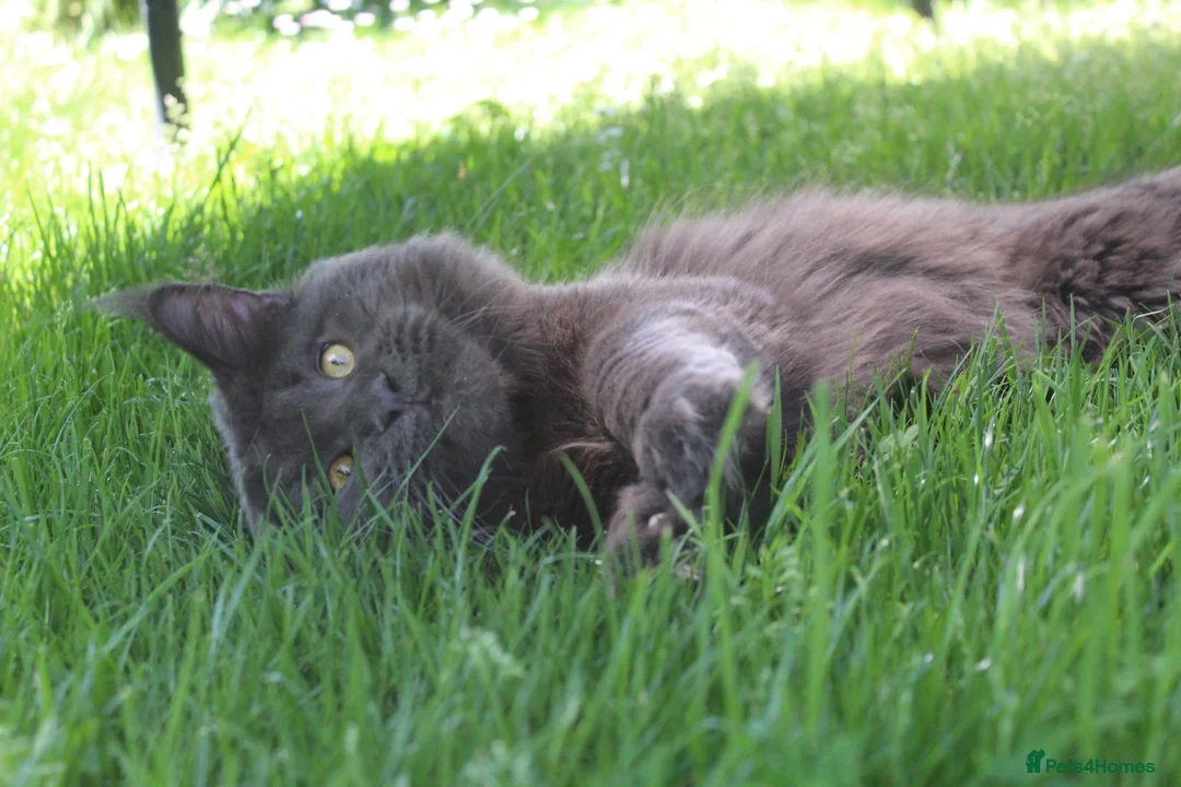 Maine Coon cats for stud: GCCF and TICA Maine Coon Stud  - Advert 2