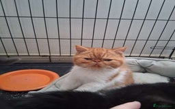 Exotic cats for sale: Beutiful GCCF reg Exotic Boys - Advert 2