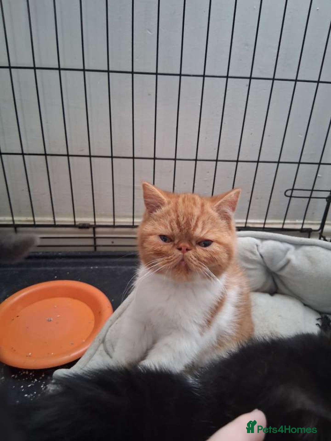 Exotic cats for sale: Beutiful GCCF reg Exotic Boys - Advert 2