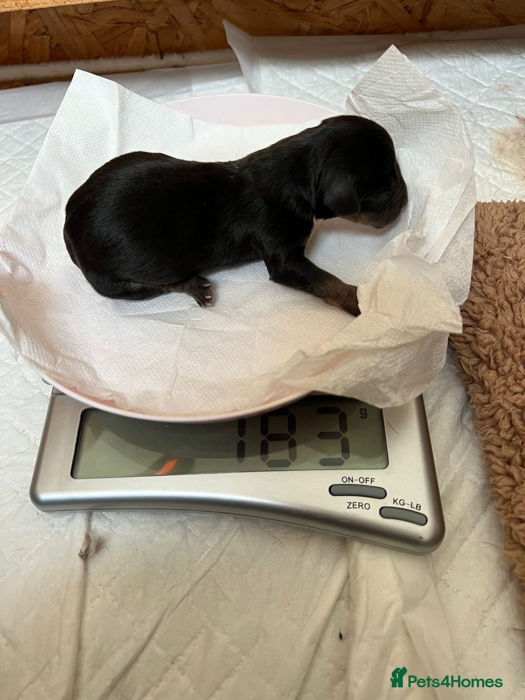 Mixed Breed dogs for sale: Sweet dachshund/ frenchie - Advert 2