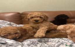 Toy Poodle dogs for sale: Stunning toy poodles  - Advert 31