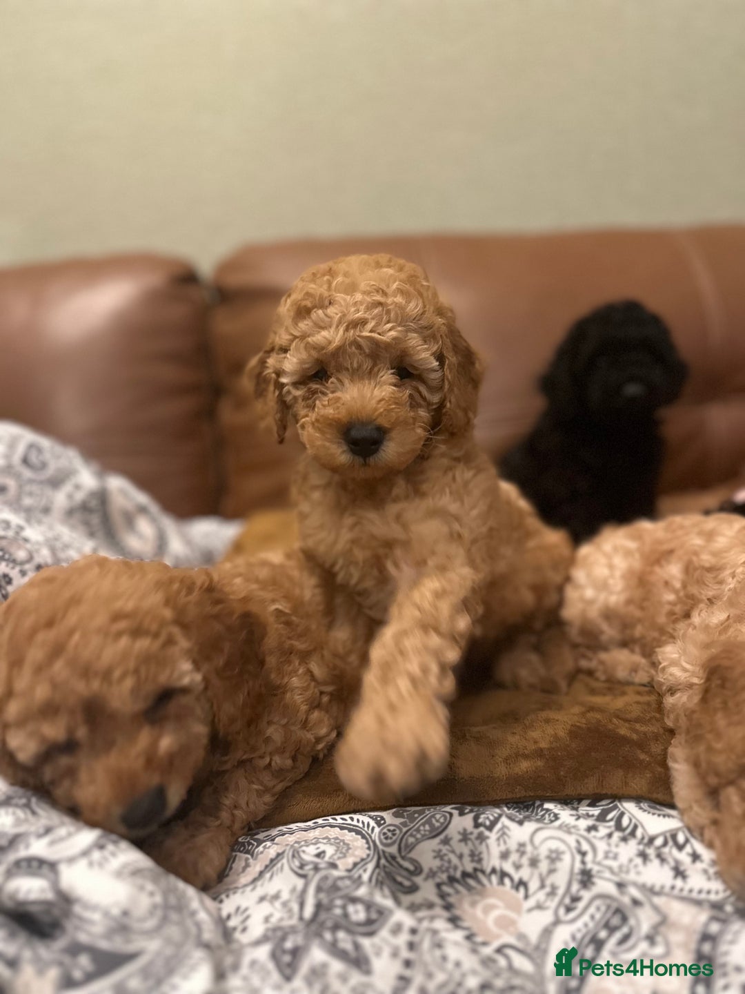 Toy Poodle dogs for sale: Stunning toy poodles  - Advert 31
