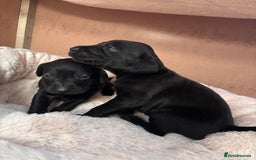 Mixed Breed dogs for sale: Weimadors - Weim/Lab mix - Beautiful puppies 1G 1B - Image 1