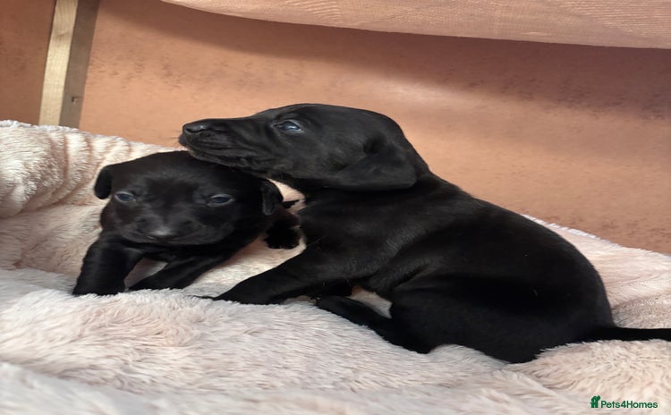 Mixed Breed dogs - Advert 1