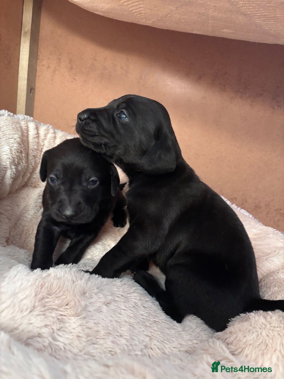 Mixed Breed dogs for sale: Weimadors - Weim/Lab mix - Beautiful puppies 1G 1B - Image 1