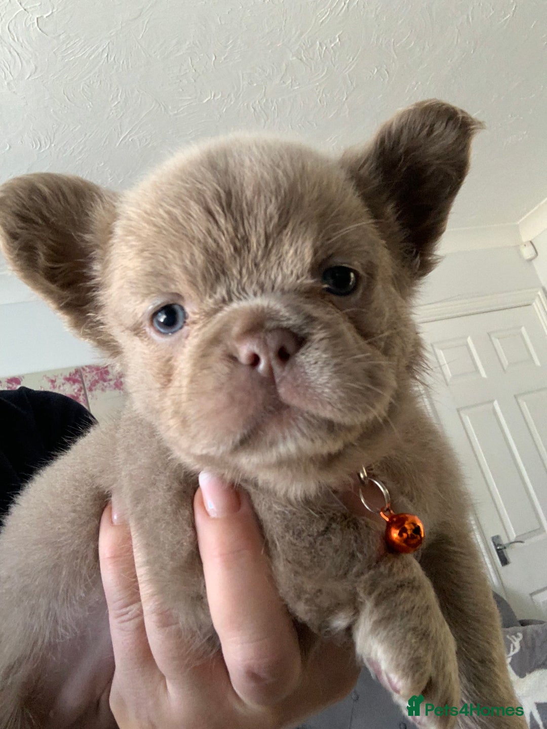 French Bulldog dogs for sale: LAST Girl KC  French Buldog in Crewe - Image 9