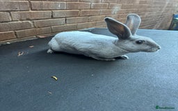 Rex rabbits for sale: Baby Female Rex Rabbit  - Image 4