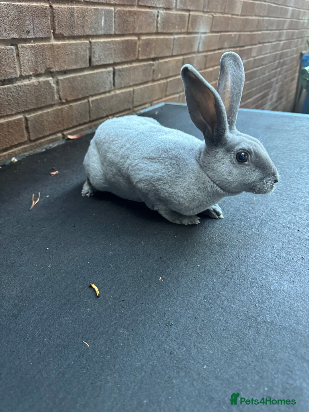Rex rabbits for sale: Baby Female Rex Rabbit  - Image 4