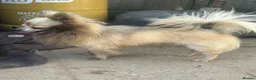 Chihuahua dogs for sale: Male creme longfur chihuahua and jackrusselterrier - Advert 21