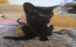 Mixed Breed cats for sale: Gorgeous kittens for sale - Image 3