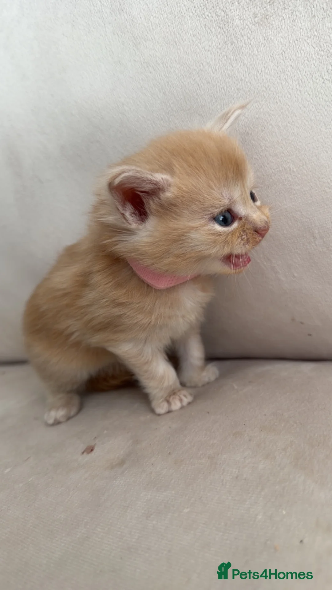 Maine Coon cats for sale: Mainecoon kittens  in Birmingham - Advert 12