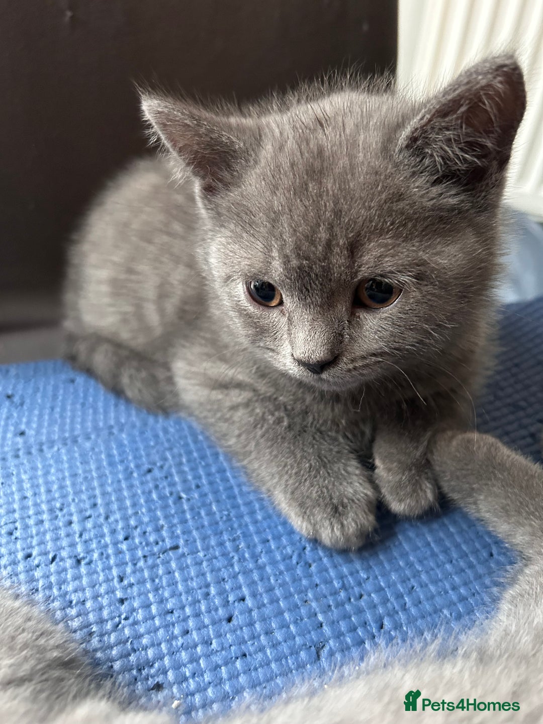 British Shorthair cats for sale: Beautiful Male British Shorthair kittens - Advert 5