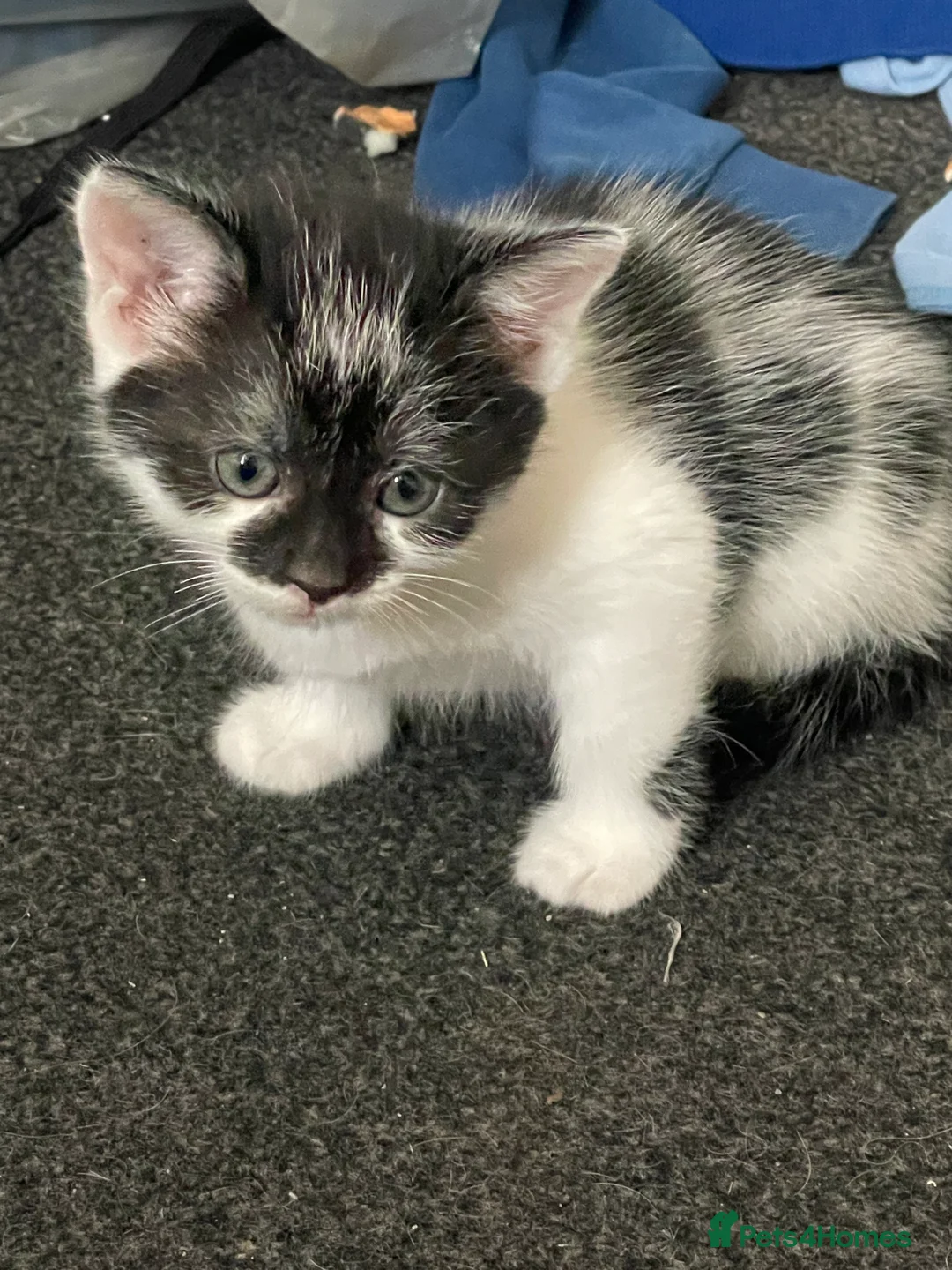 Turkish Van cats for sale: Litter of 4 gorgeous kittens  - Advert 13