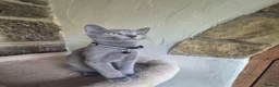 Russian Blue cats for sale: Beautiful Russian Blue kittens - Advert 13