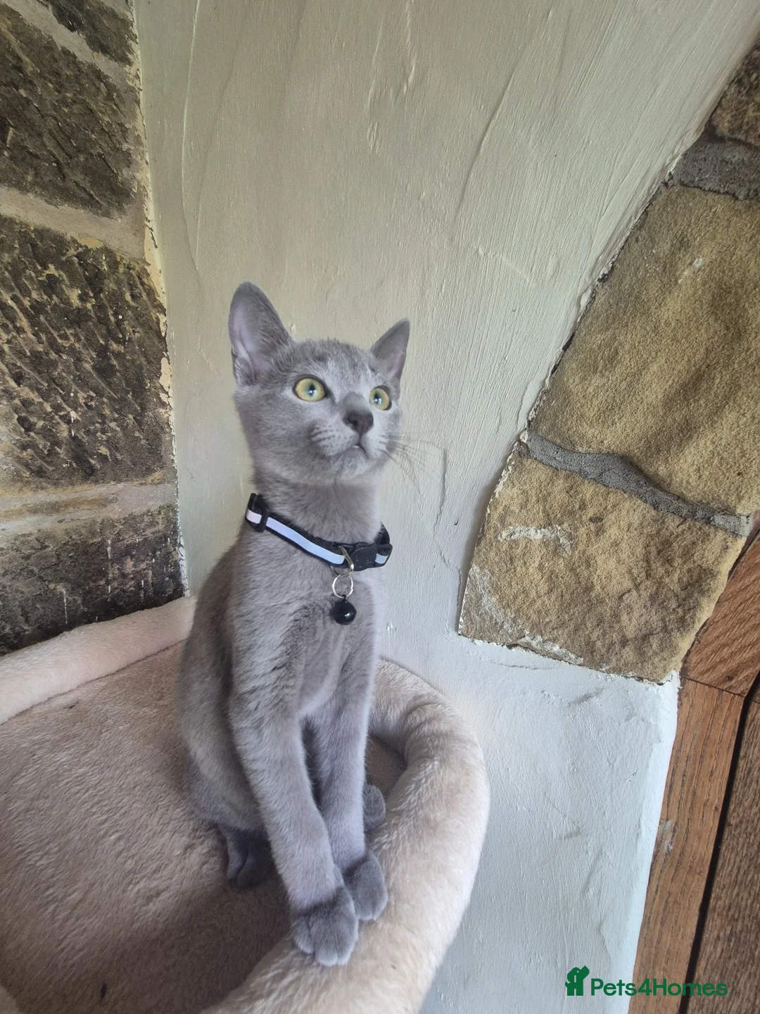 Russian Blue cats for sale: Beautiful Russian Blue kittens - Advert 13