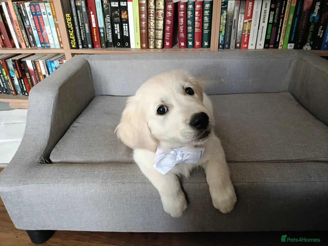 Golden Retriever dogs for sale: Beautiful Golden Retriever Puppies - Advert 2