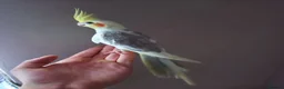 Cockatiels birds for sale: Friendly cockatiels baby boys and girls  - Advert 6