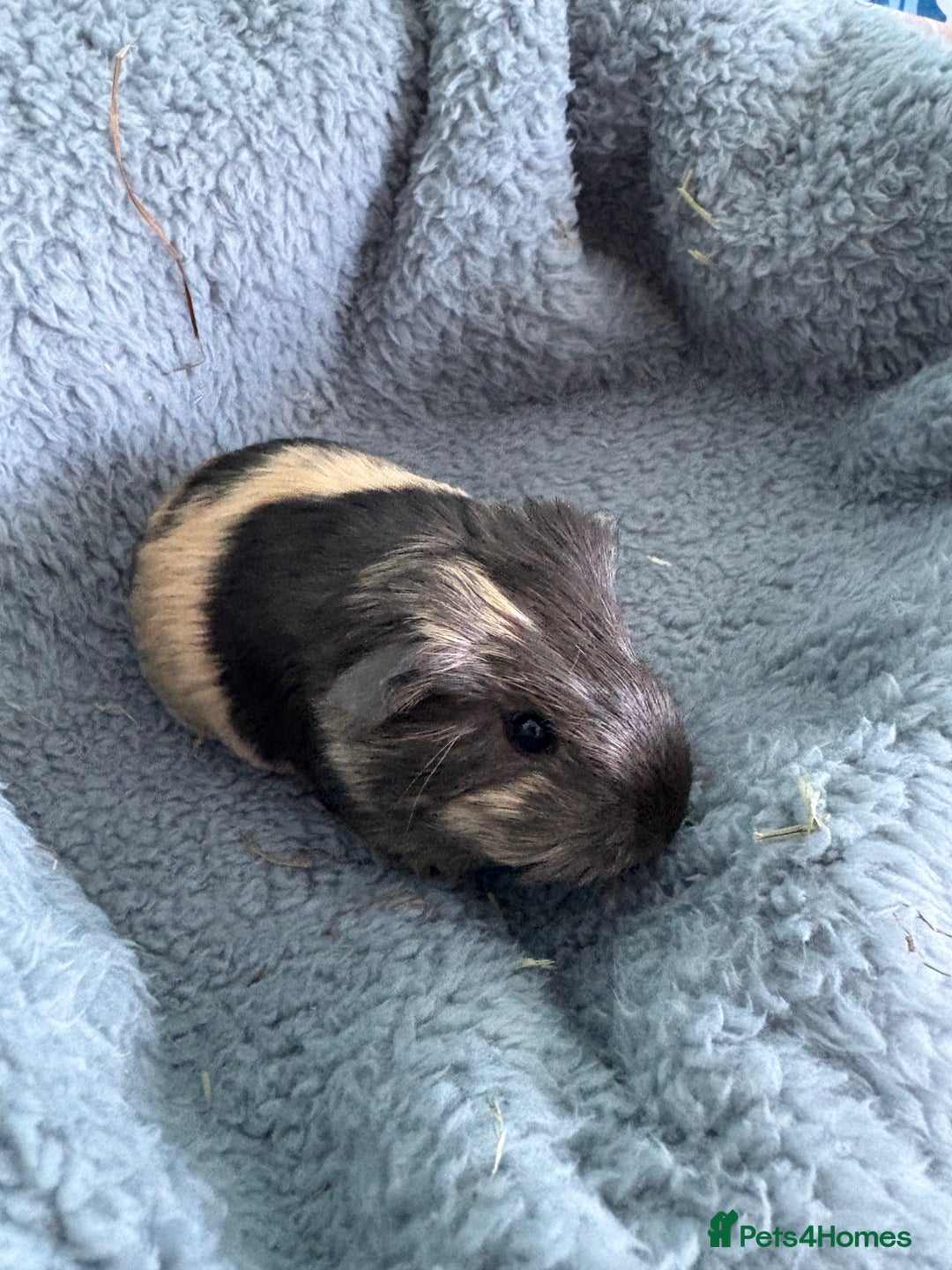 Guinea Pig rodents for sale: Two beautiful bonded baby boars - Advert 7