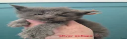 Maine Coon cats for sale: Blue & Blue Smoke Maine Coon Kittens Stunning Tica - Advert 21
