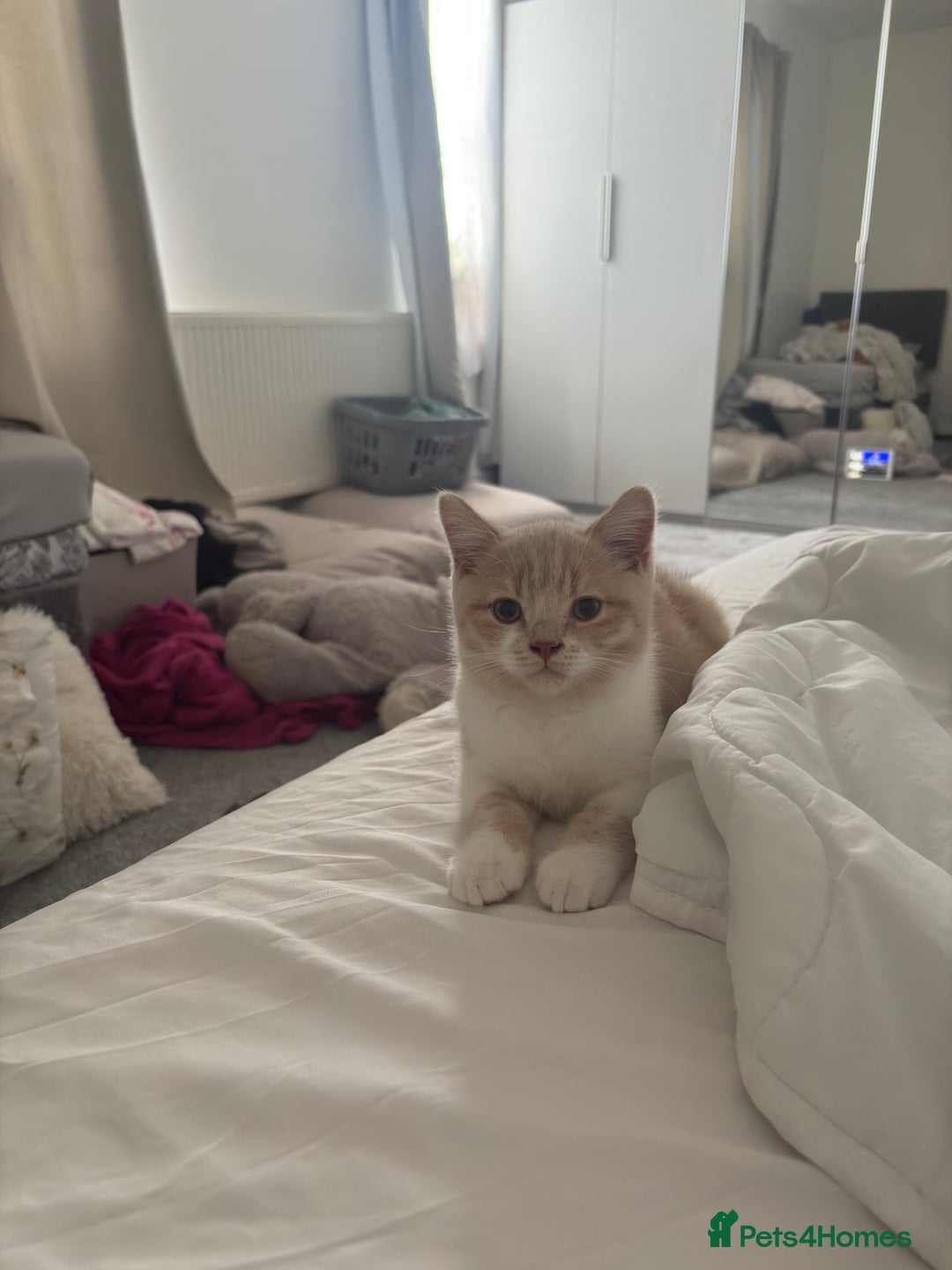 British Shorthair cats for sale: British Short hair kitten  - Advert 4