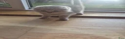 British Shorthair cats for sale: Scottish cats girl boy short, longhair  in Nottingham - Advert 6