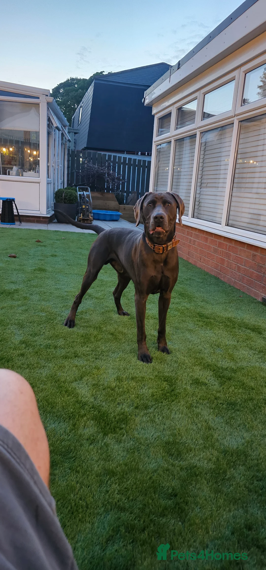 Weimaraner dogs for stud: GUNNER FOR STUD - Advert 3