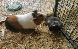 Guinea Pig rodents for sale: Bonded pair of guinea pigs - Image 2