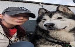 Alaskan Malamute dogs for stud: Alaskan Malamute Stud PROVEN in Darwen - Image 8