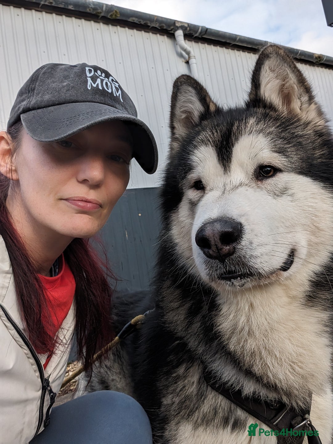 Alaskan Malamute dogs for stud: Alaskan Malamute Stud PROVEN in Darwen - Image 8