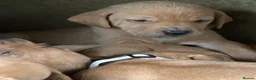 Mixed Breed dogs for sale: F1 Labrador x Vizsla Puppies - Advert 10
