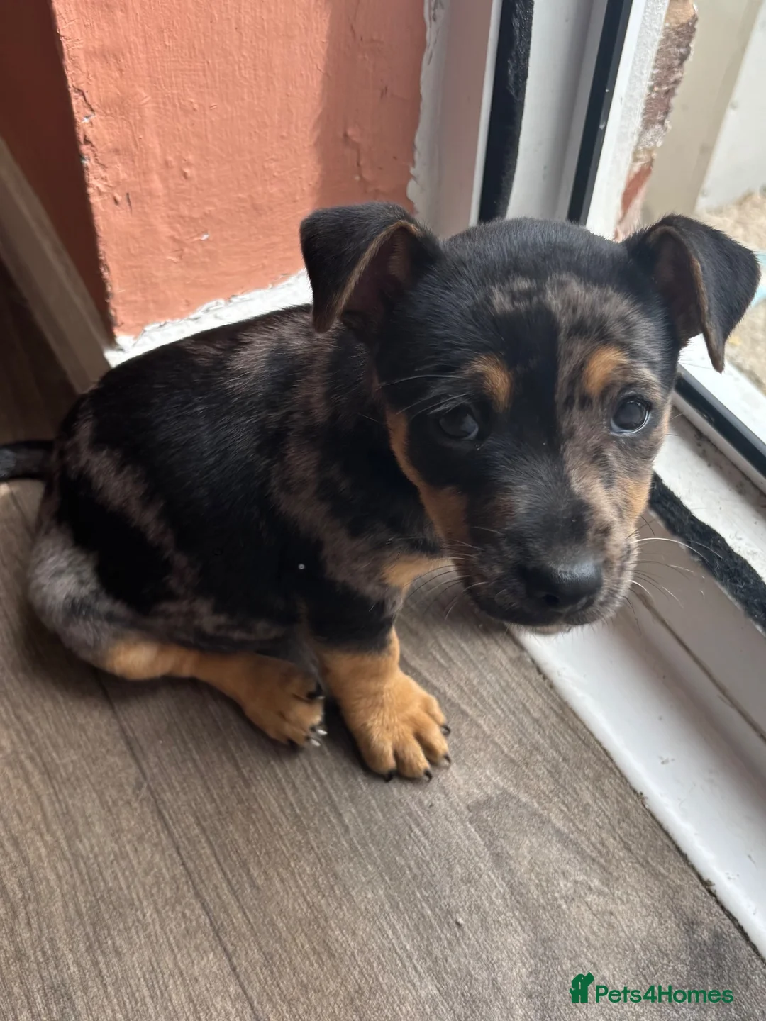 Jack Russell dogs for sale: 🐾1 Merle Jack Russell Girl & 1 black & tan boy  - Advert 2