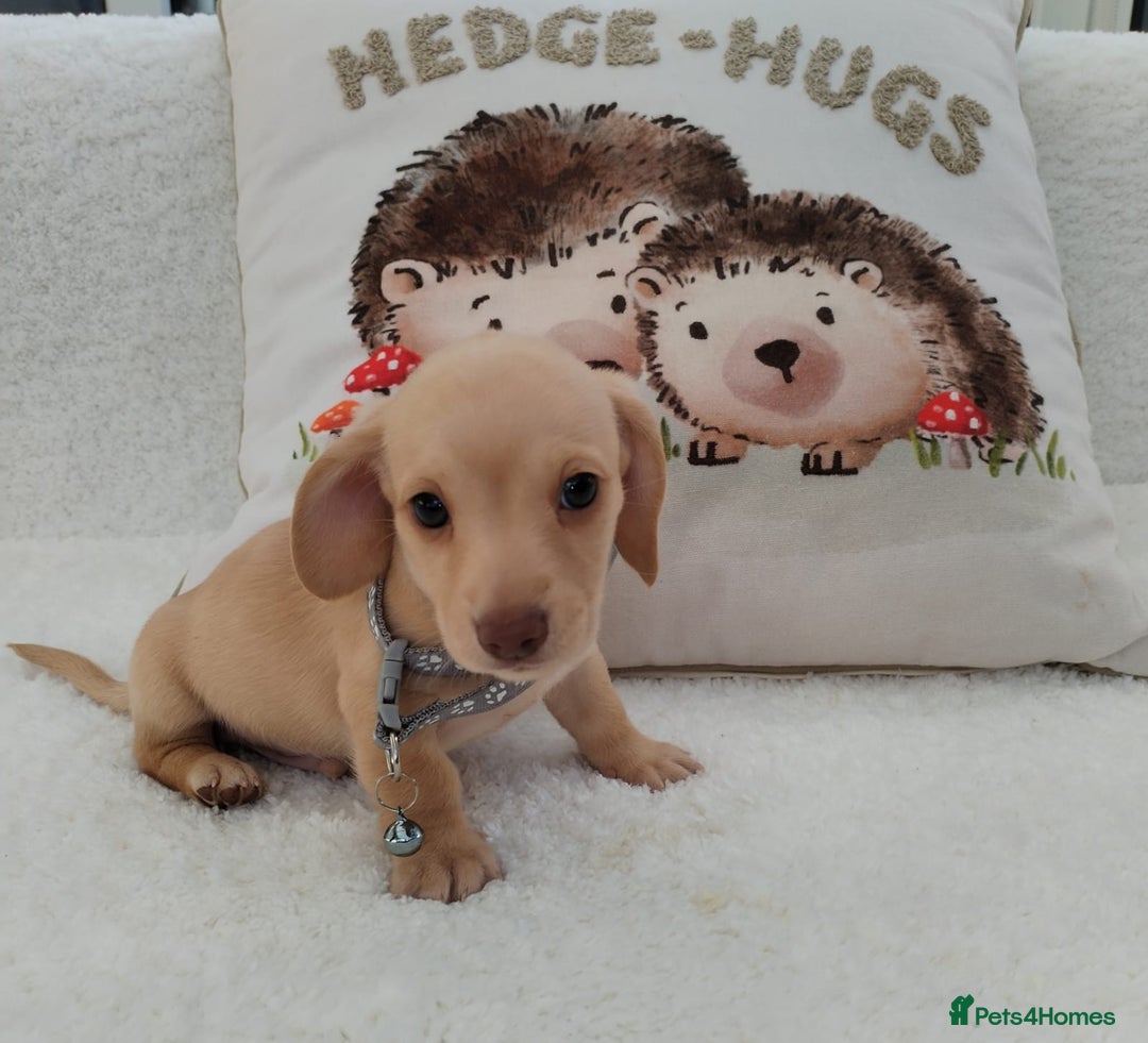 Miniature Dachshund dogs for sale: MINI DACHSHUND CREAM PRA CLEAR - Image 17