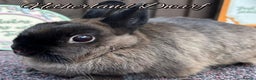 Netherland Dwarf rabbits for sale: Pure Bred Netherland Dwarfs - Advert 2