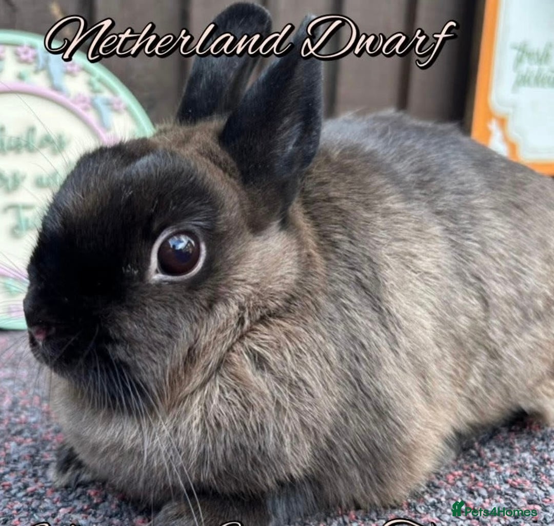 Netherland Dwarf rabbits for sale: Pure Bred Netherland Dwarfs - Advert 2