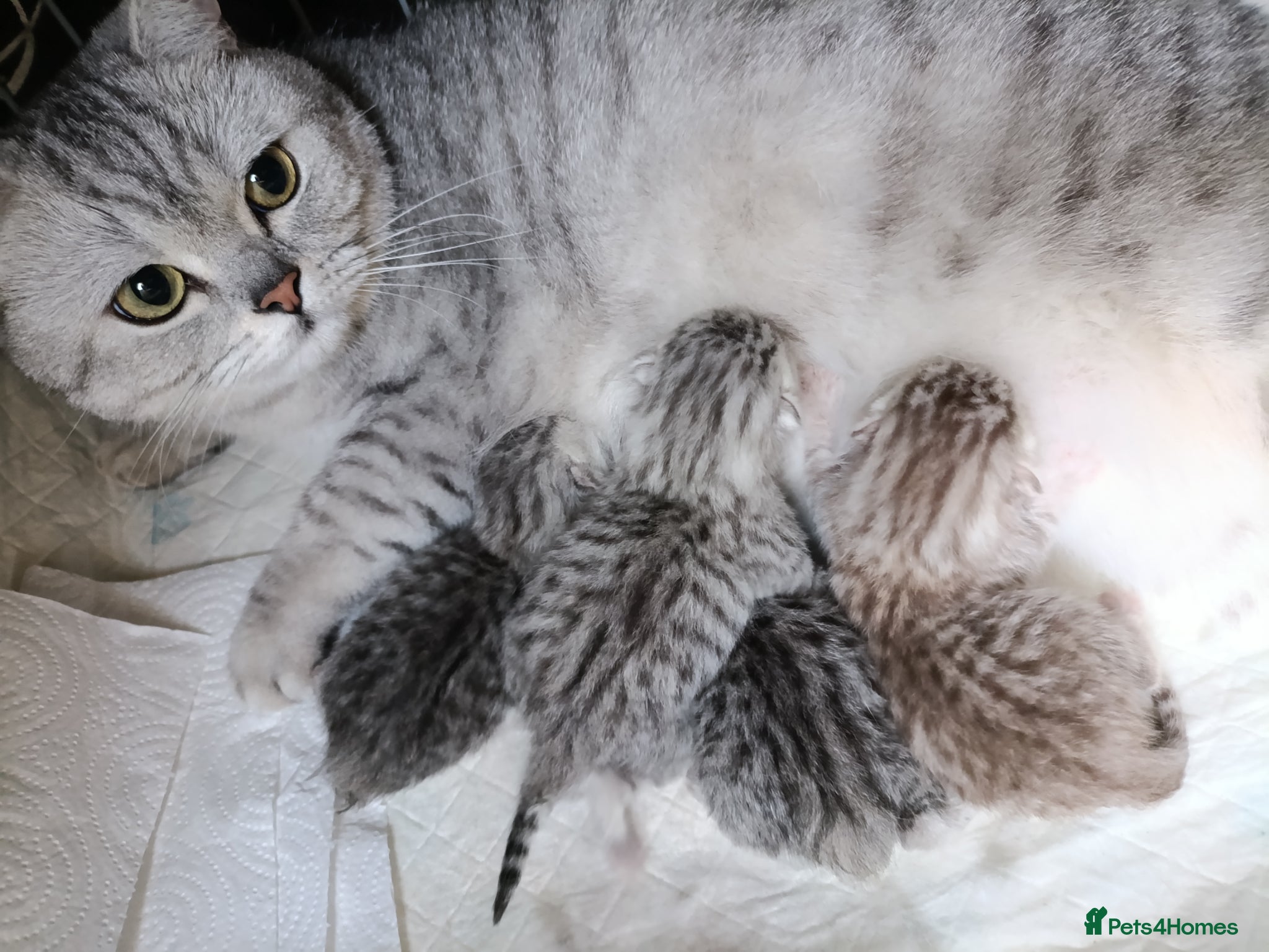 British Shorthair cats Purebred British Shorthair kittens  - Advert 1