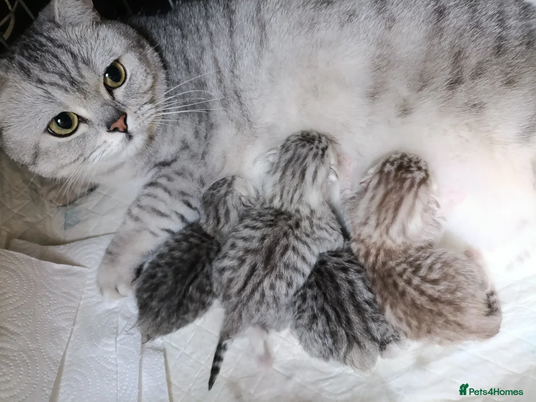 British Shorthair cats for sale: Purebred British Shorthair kittens  - Advert 1