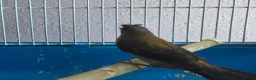 Mixed Breed birds for sale: Kakarikis, Cockatiel and bengalize finches  - Advert 14