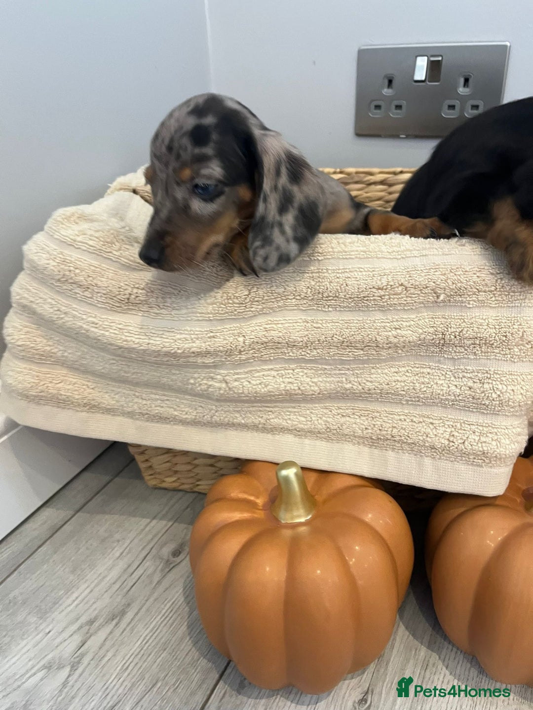 Miniature Dachshund dogs for sale: Beautiful miniature dachshund puppies  - Image 4