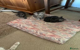 Burmese cats for sale: Burmese x British shorthair kittens  - Image 11