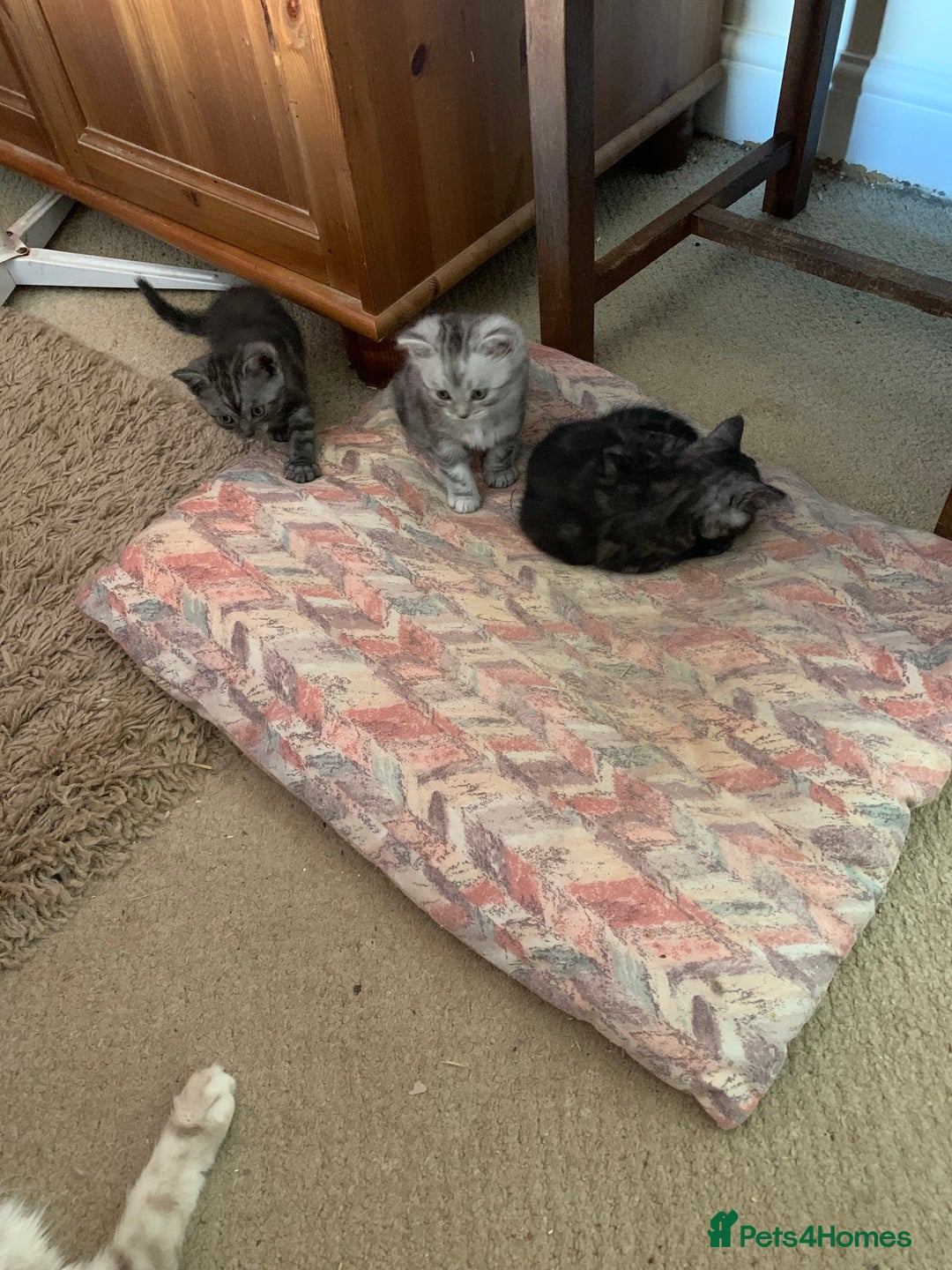 Burmese cats for sale: Burmese x British shorthair kittens  - Image 11