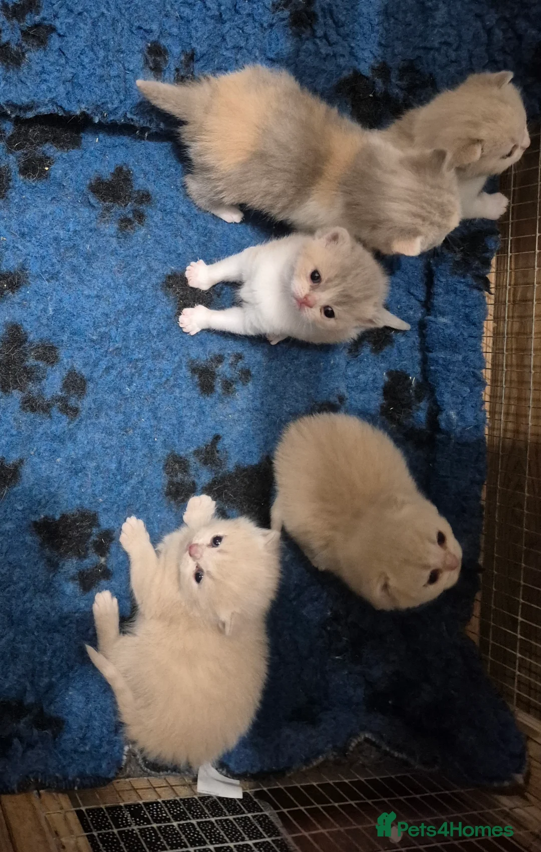 British Shorthair cats for sale: British shorthair kittens for sale  - Advert 3