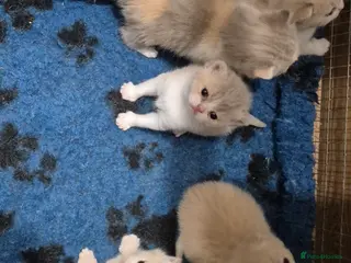 British Shorthair cats British shorthair kittens for sale - Advert 2