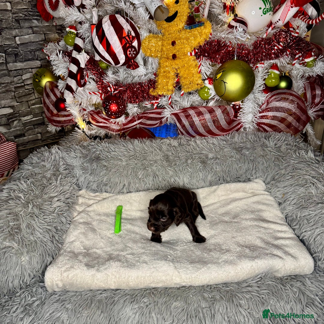 Cocker Spaniel dogs for sale: 🐶THE 8 MISFITS of SHEER BEAUTY🐶 - Advert 15