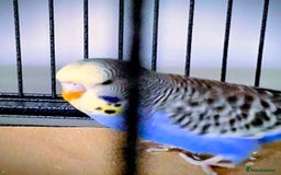 Budgerigars birds for sale: Baby budgie - Image 3