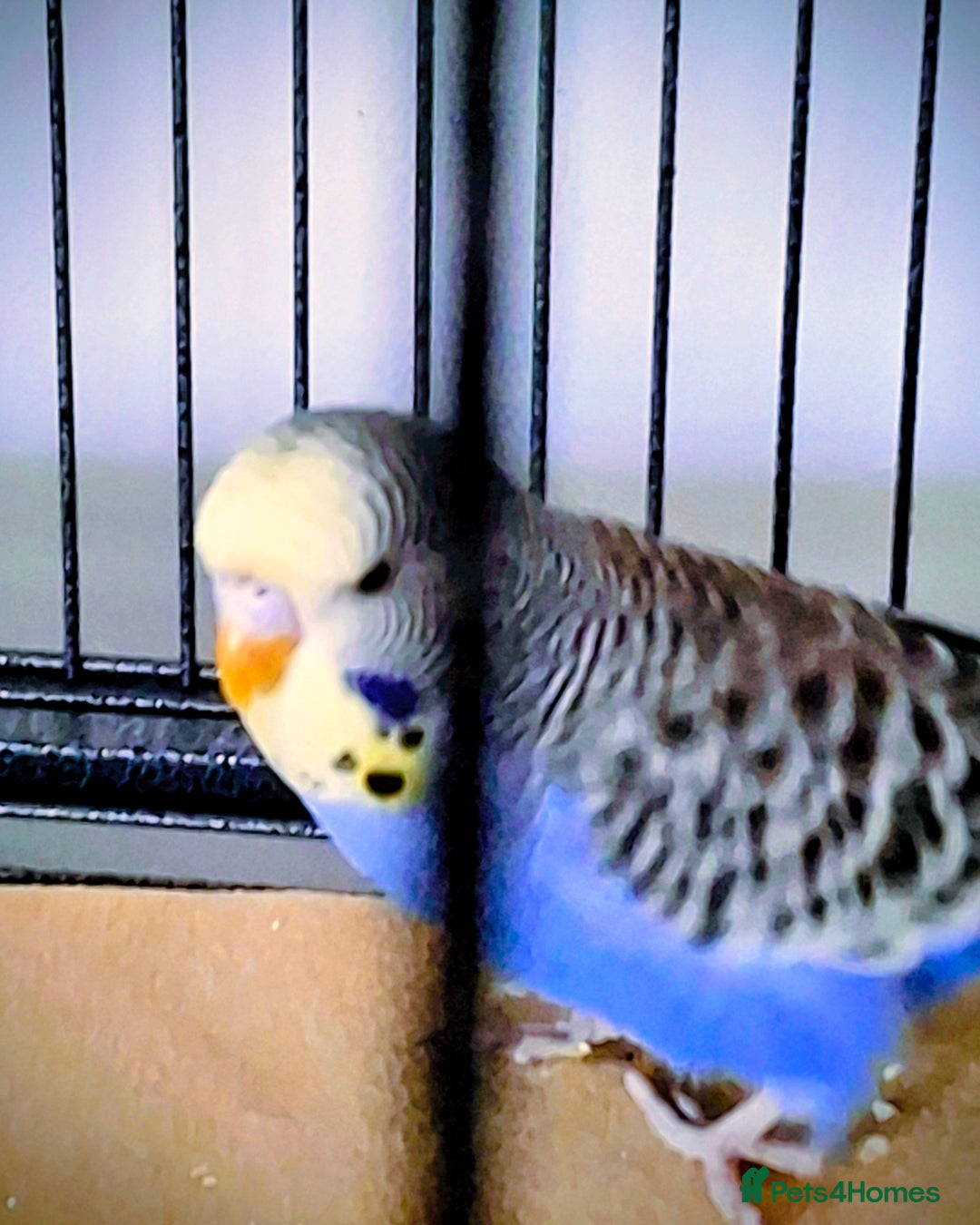 Budgerigars birds for sale: Baby budgie - Image 3