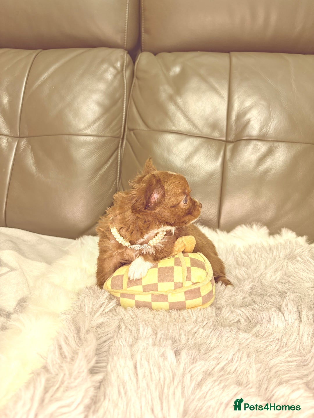 Chihuahua dogs for sale: Stunning tiny Chihuahua puppy’s male female  - Advert 33