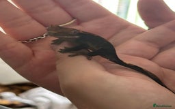 Gecko reptiles for sale: Crested gecko  - Image 4