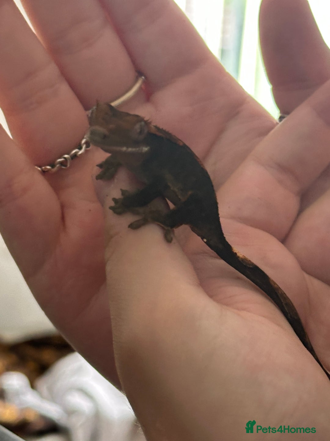 Gecko reptiles for sale: Crested gecko  - Image 4